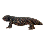 Realistic Bobbie Bobtail plush toy, 50cm, with textured brown and tan scales, short tail, and triangle head.